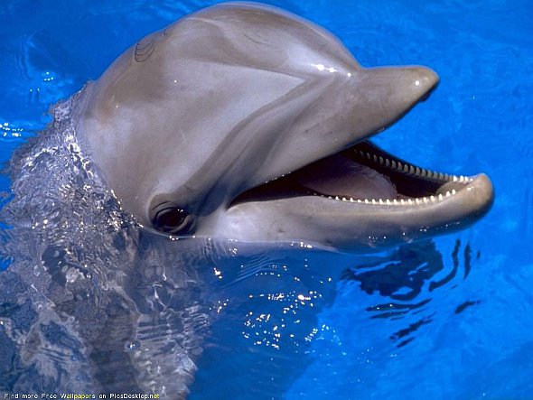 Анапа: фото с дельфинами